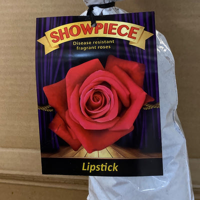 Rose Showpiece Lipstick Rosmsslp 2 - Garden Express Australia