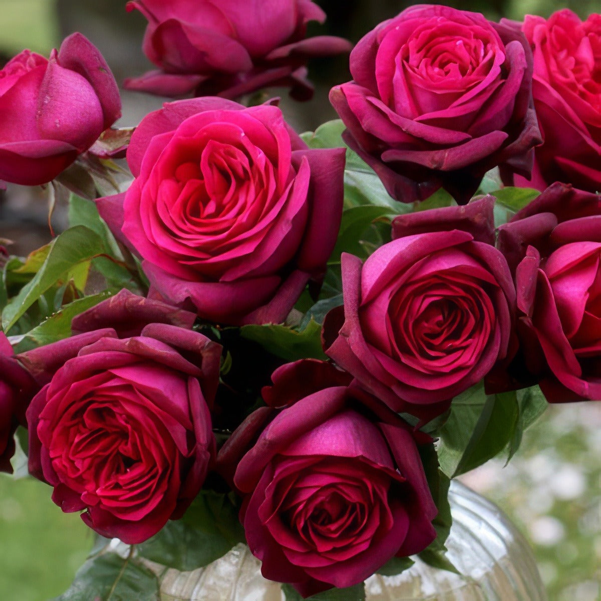 Rose Dark Desire Rospdds - Garden Express Australia