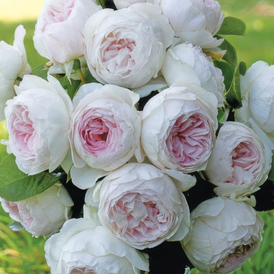 Rose Early Angel Rospean 2020jpg - Garden Express Australia