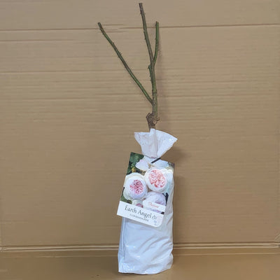 Rose Earth Angel Rospean 1 - Garden Express Australia