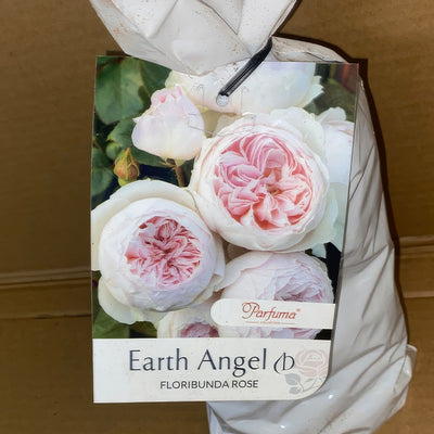 Rose Earth Angel Rospean 2 - Garden Express Australia