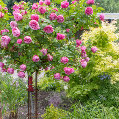 Fragrant Plum Rosfpl - Garden Express Australia