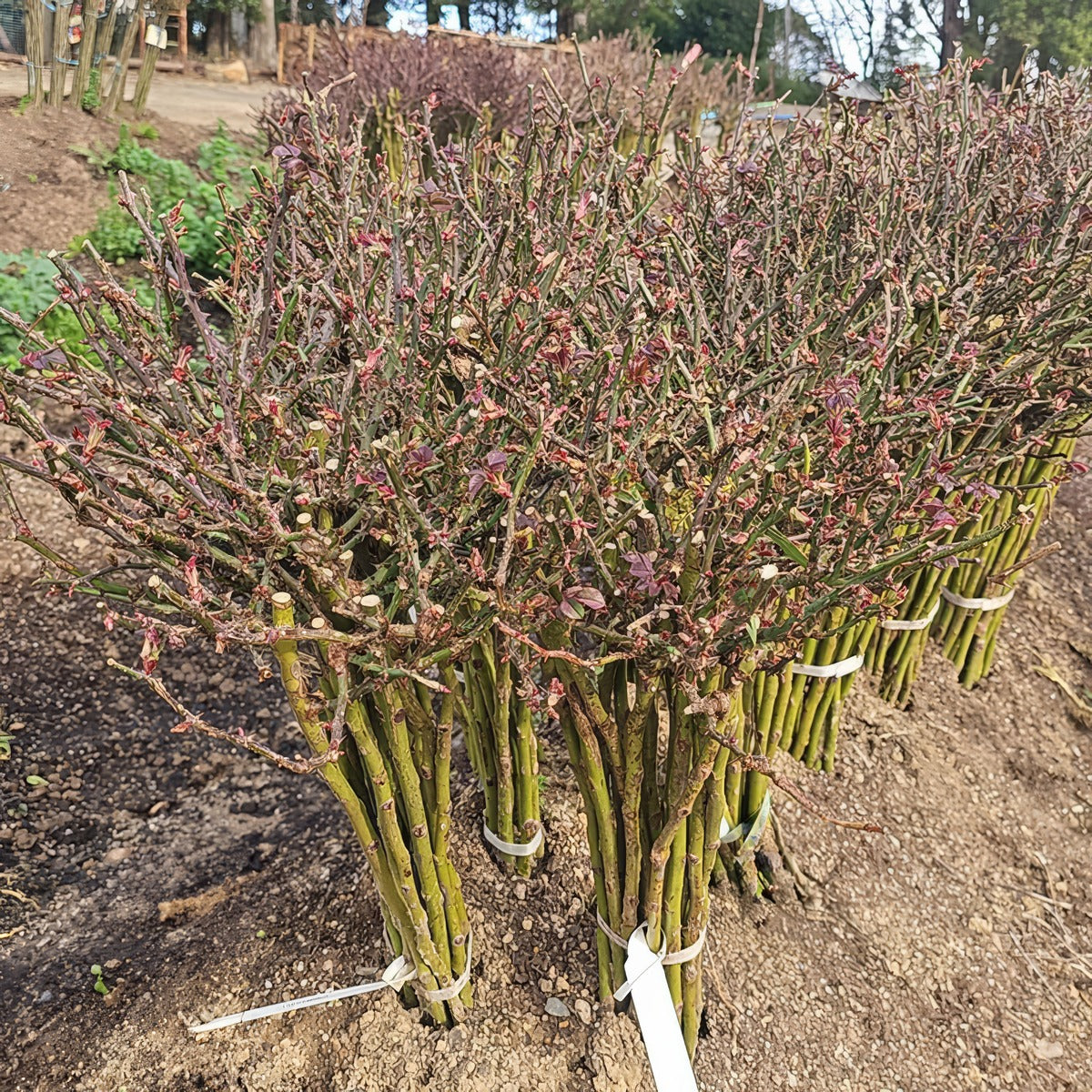 Patio Roses Canes - Garden Express Australia