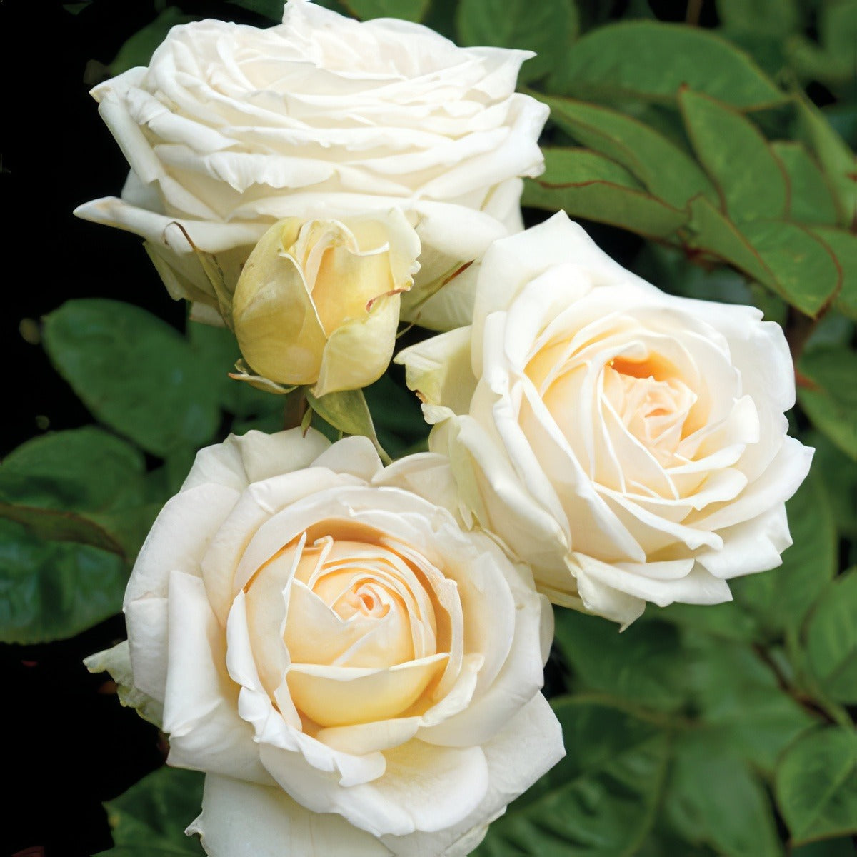 Rose Madame Anisette Rosman 2020jpg - Garden Express Australia