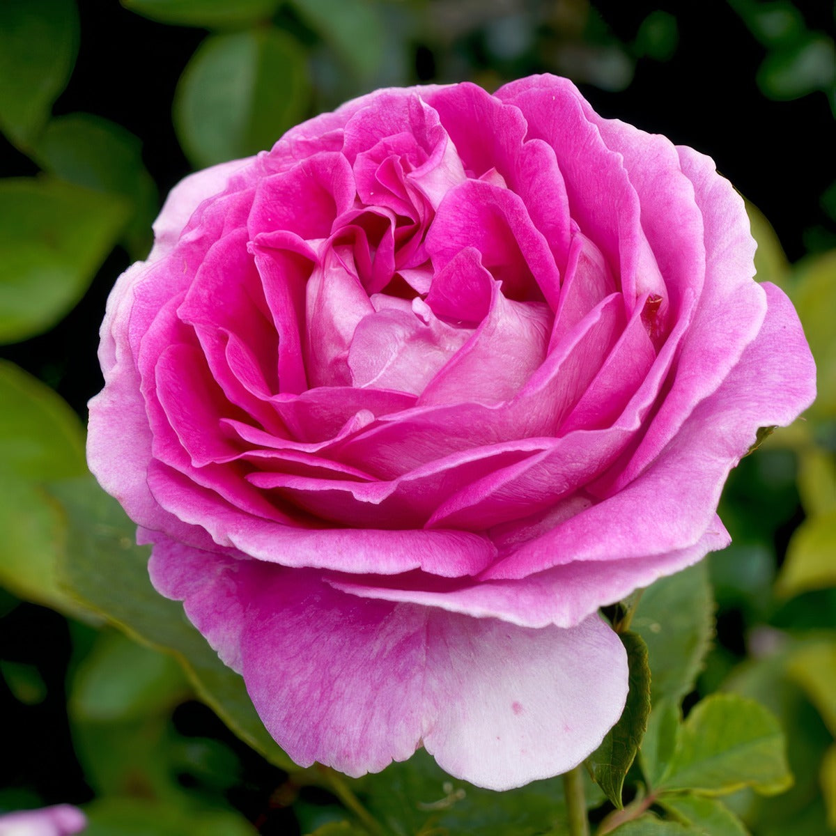 Rose Raspberry Cupcake Rosprcu - Garden Express Australia