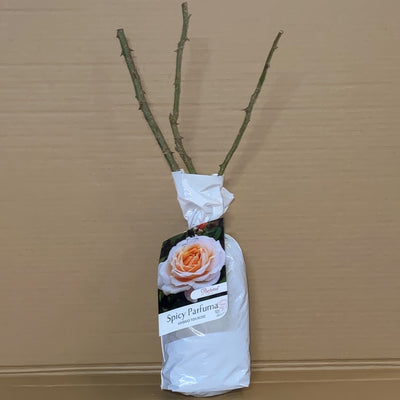 Rose Spicy Parfuma Rospspa 1 - Garden Express Australia