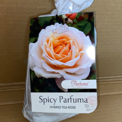 Rose Spicy Parfuma Rospspa 2 - Garden Express Australia