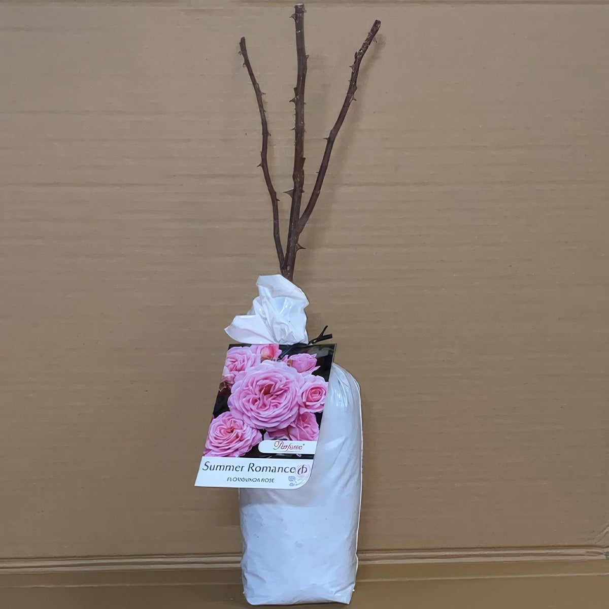 Rose Summer Romance Rospsro 1 - Garden Express Australia