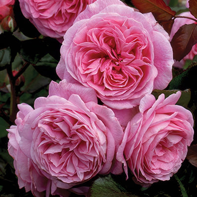 Rose Summer Romance Rossro 2020jpg - Garden Express Australia