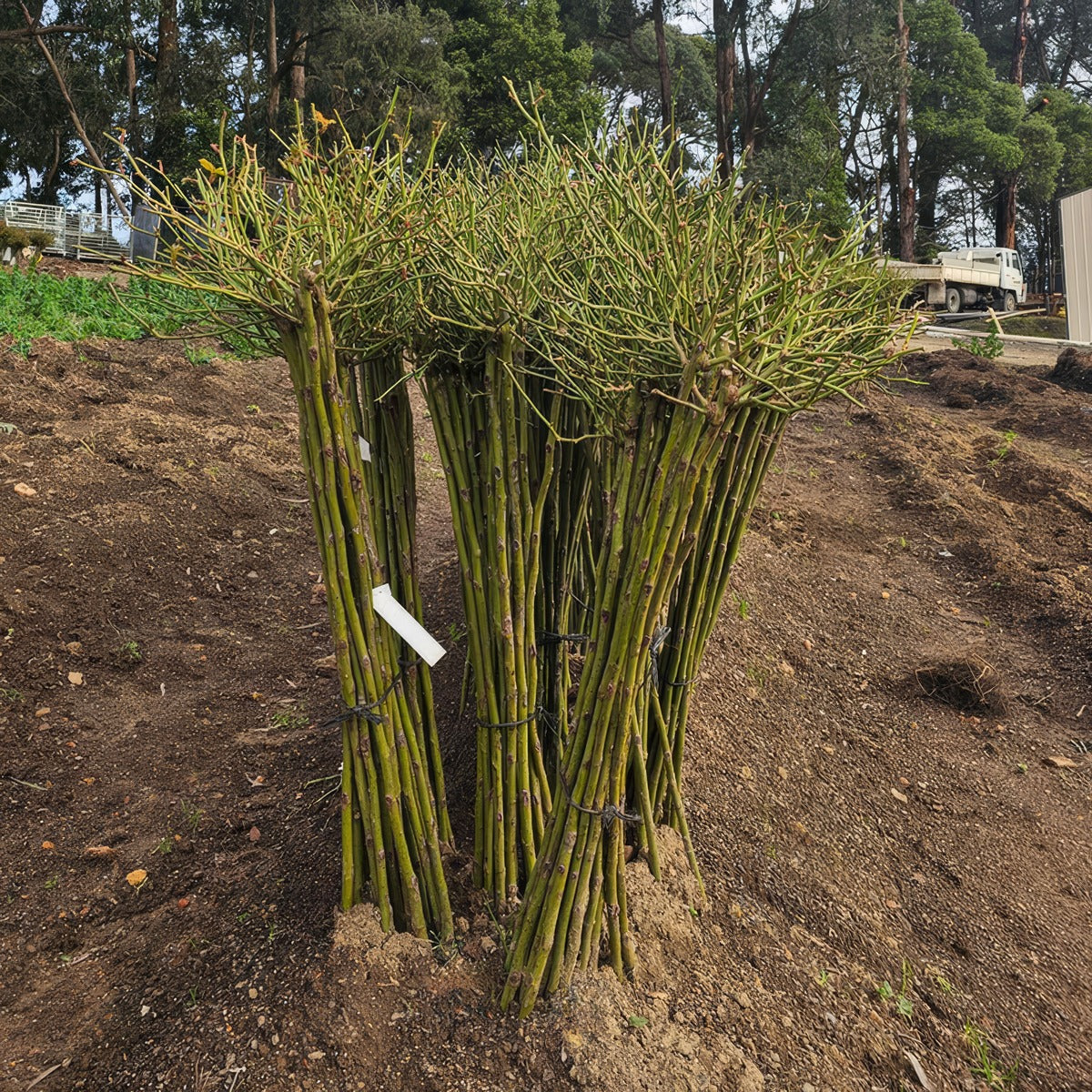 Standard Roses Canes - Garden Express Australia