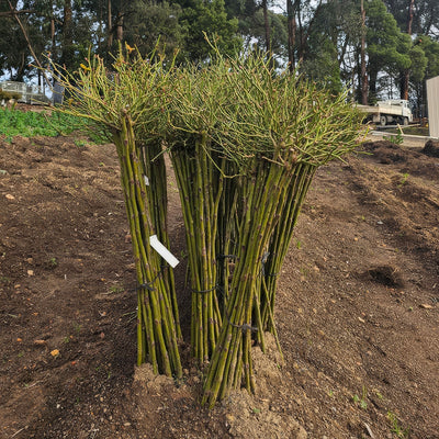Standard Roses Canes - Garden Express Australia