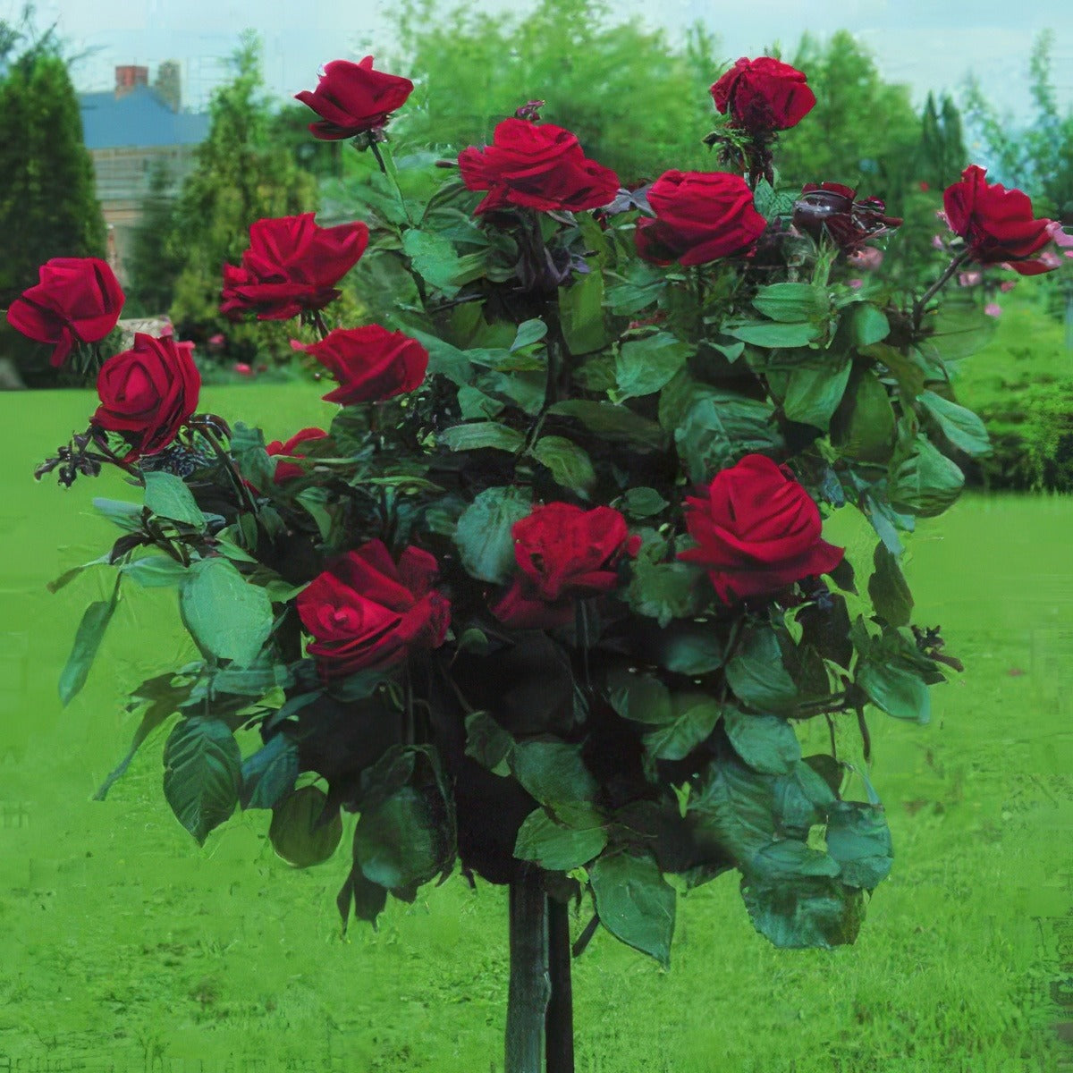 Mr Lincoln Standard - Garden Express Australia