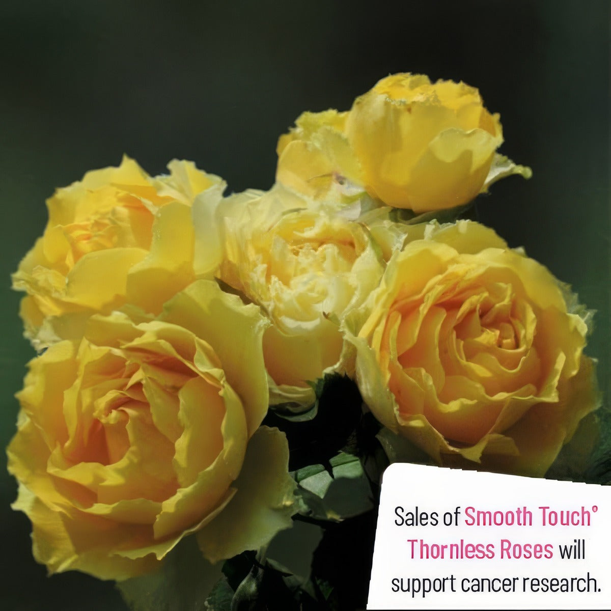 Thornless Rose Smooth Buttercup Rostbut - Garden Express Australia
