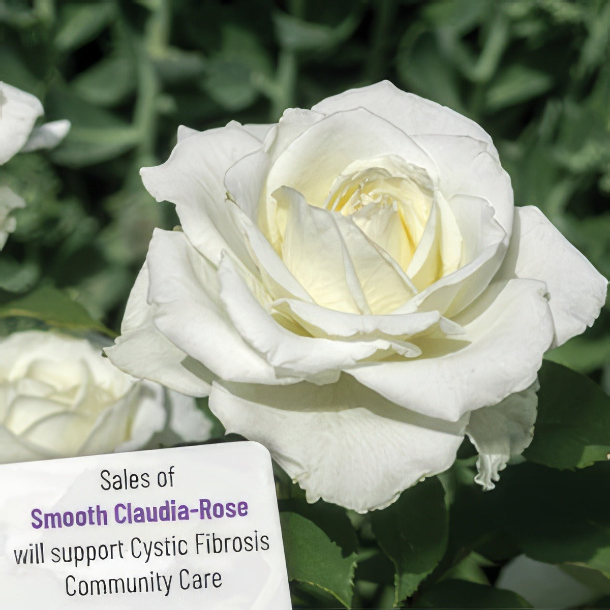 Smooth Claudia Rose Rostclr 2020 1 - Garden Express Australia