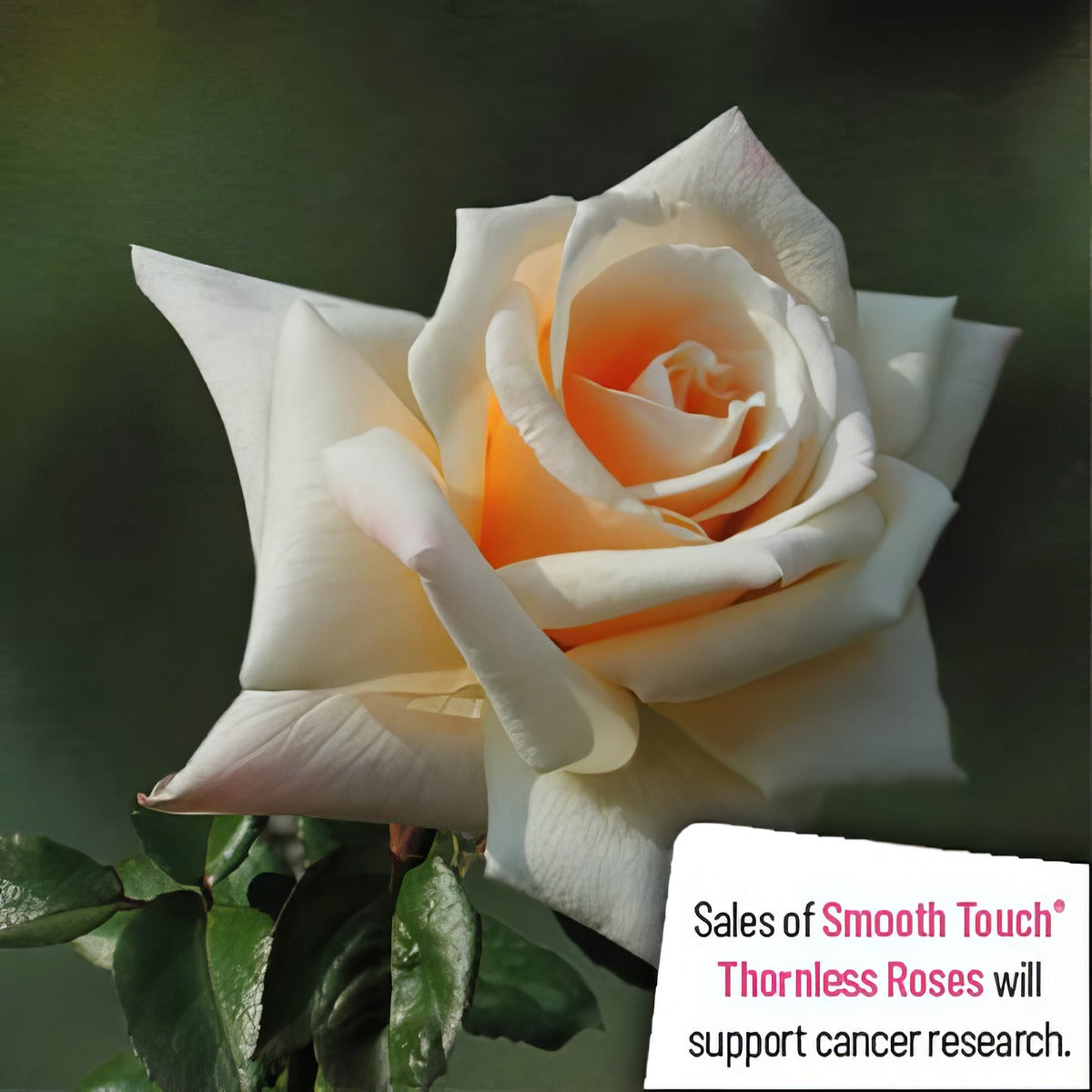 Thornless Rose Smooth Delight 25 Rostdel - Garden Express Australia