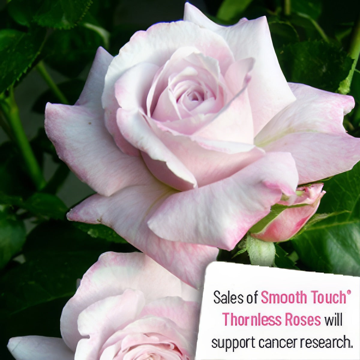 Thornless Rose Smooth Moonlight Rostmoo - Garden Express Australia