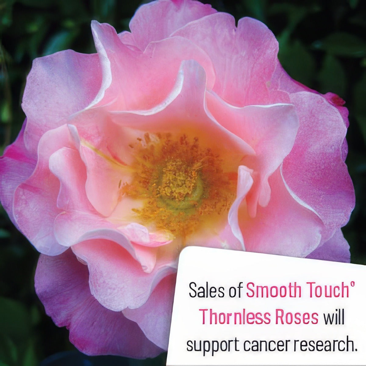 Smooth Nonnaslove - Garden Express Australia