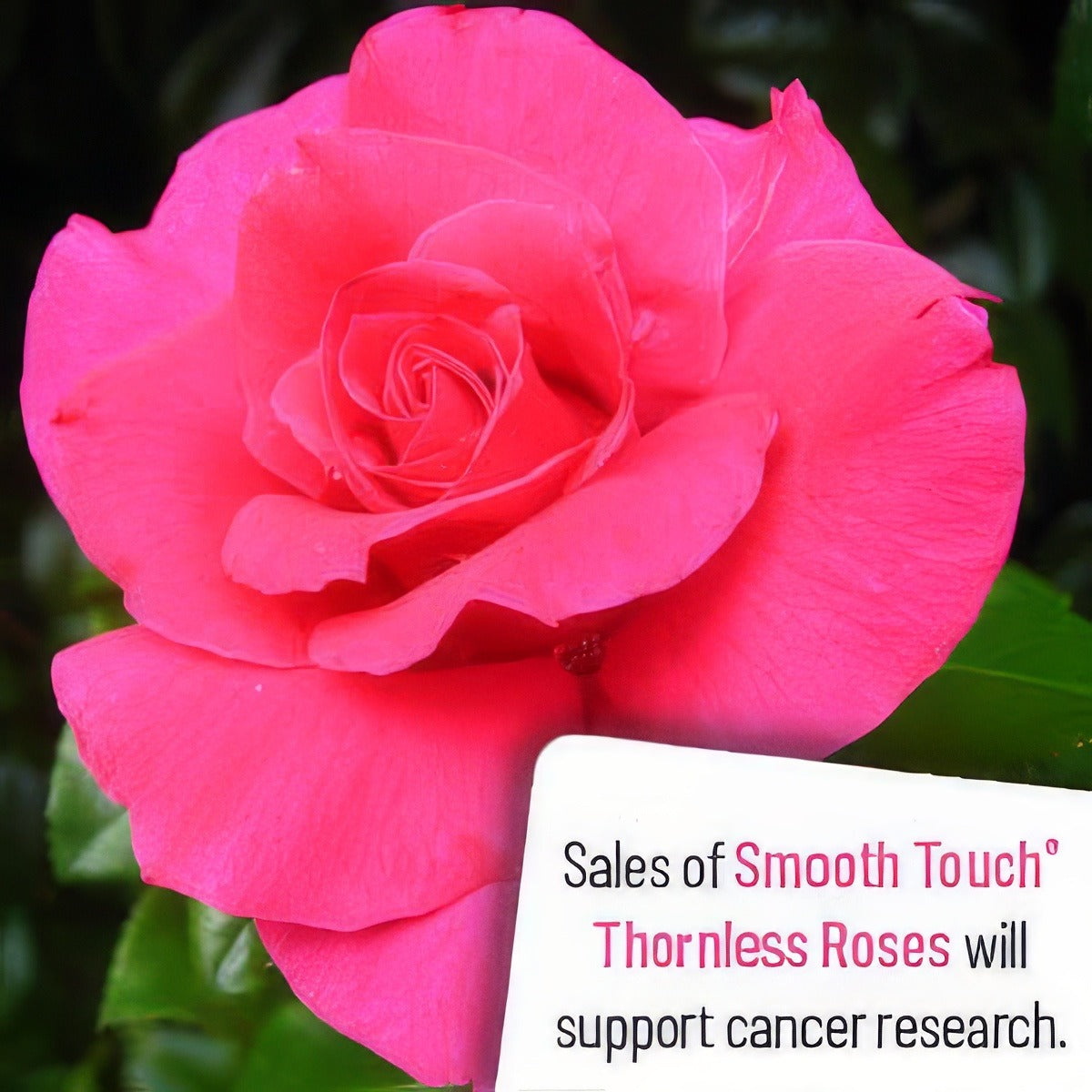 Smooth Prince Rostpri 2020 - Garden Express Australia