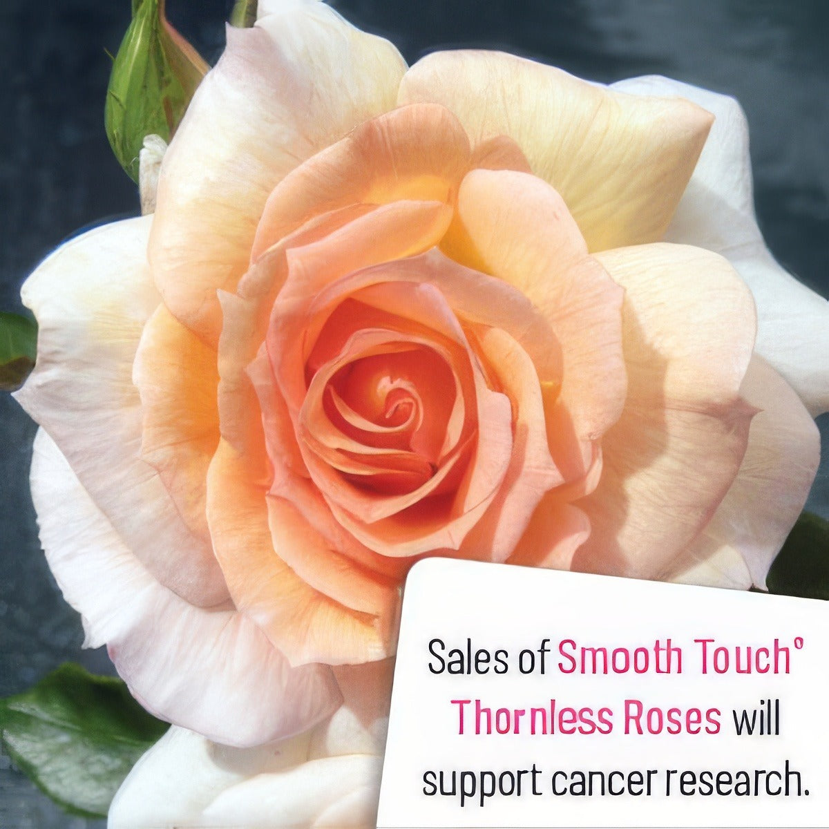 Smooth Serenity - Garden Express Australia