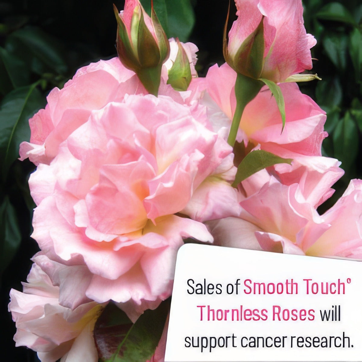 Smooth Sweetjessica - Garden Express Australia