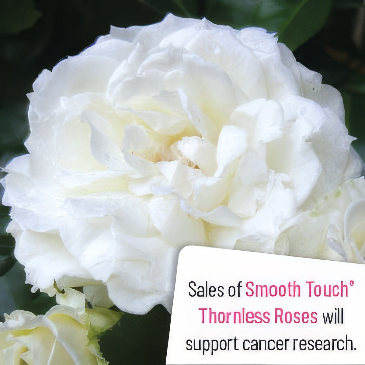 Smooth Snowflake - Garden Express Australia
