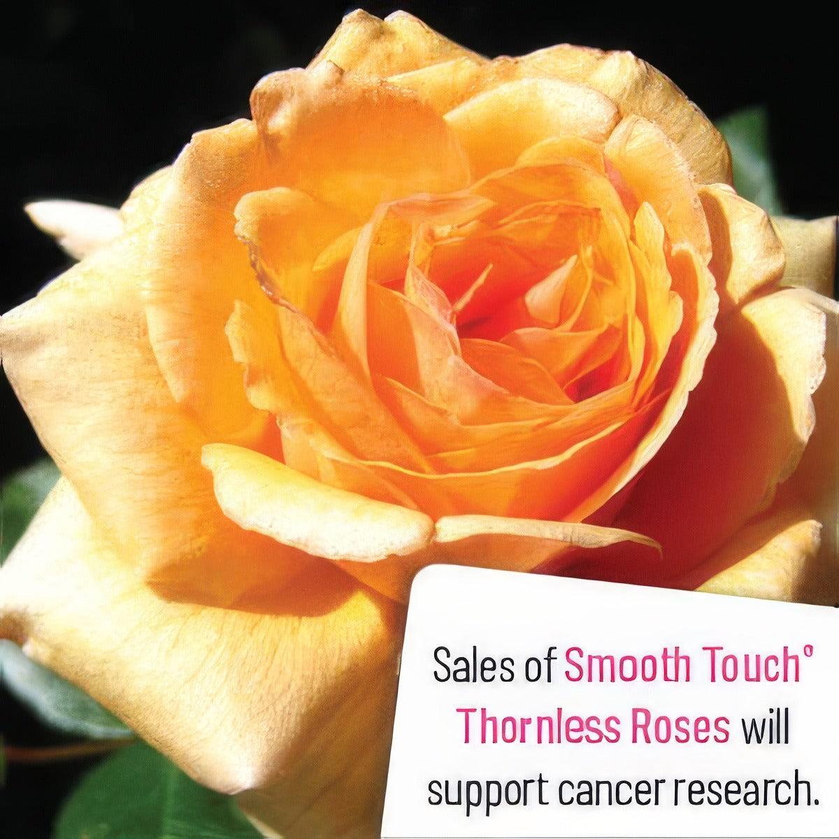 Smooth Shiningspirit - Garden Express Australia