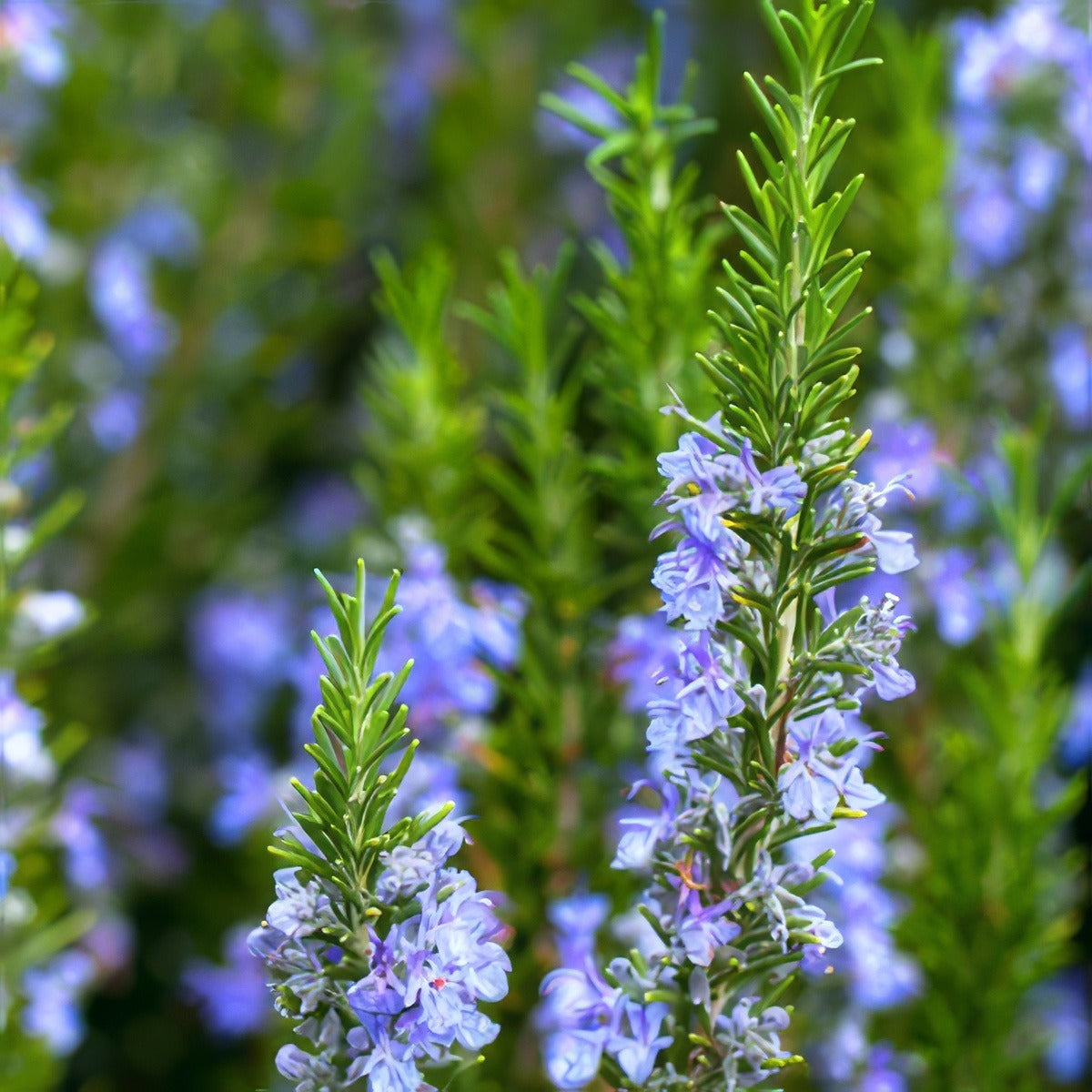 Rosemary Tuscan Blue 16 St 186086525 - Garden Express Australia
