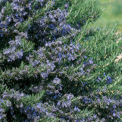 Rosemary Blue Lagoon 15 - Garden Express Australia