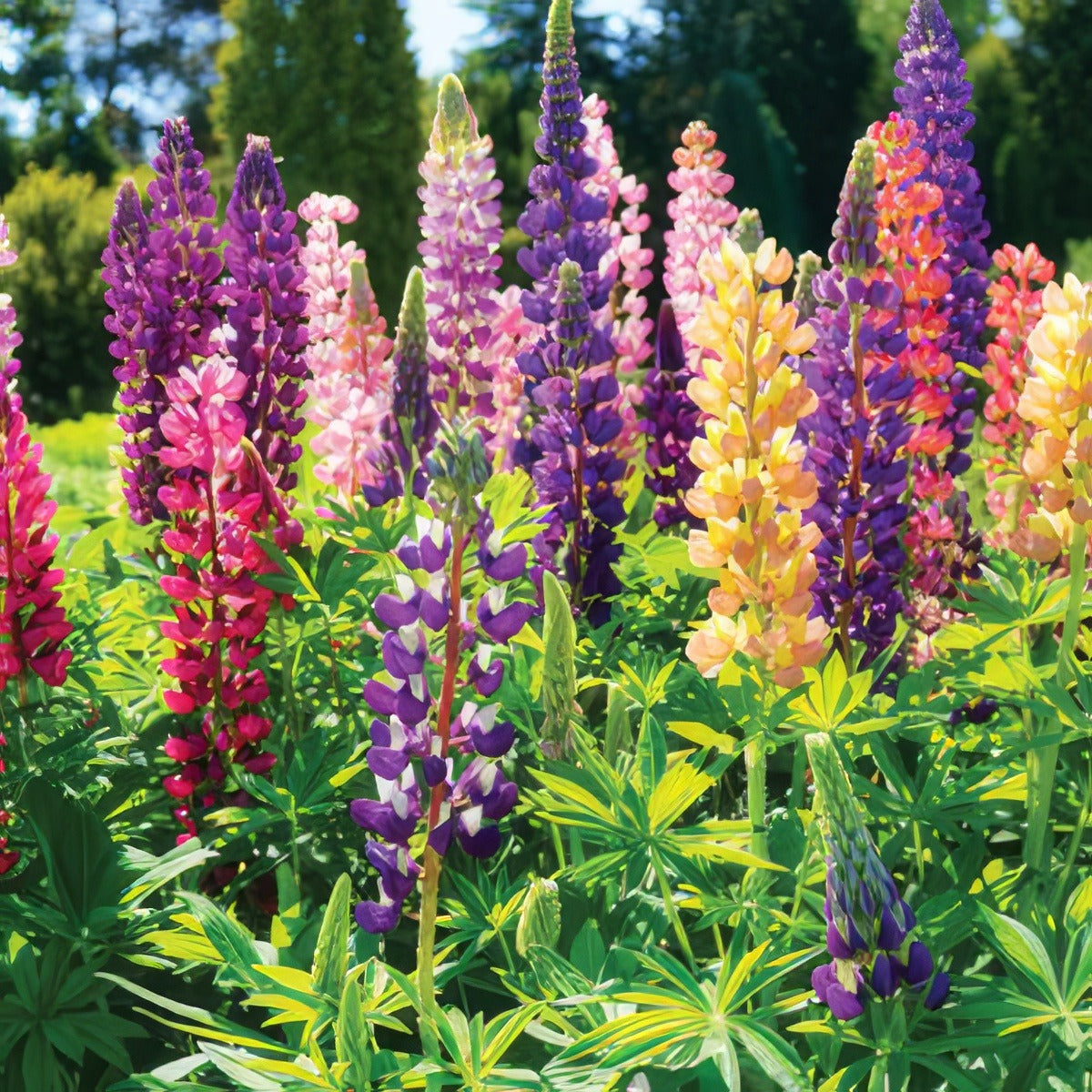 Russel Lupin Mixed Pkrlumxd - Garden Express Australia