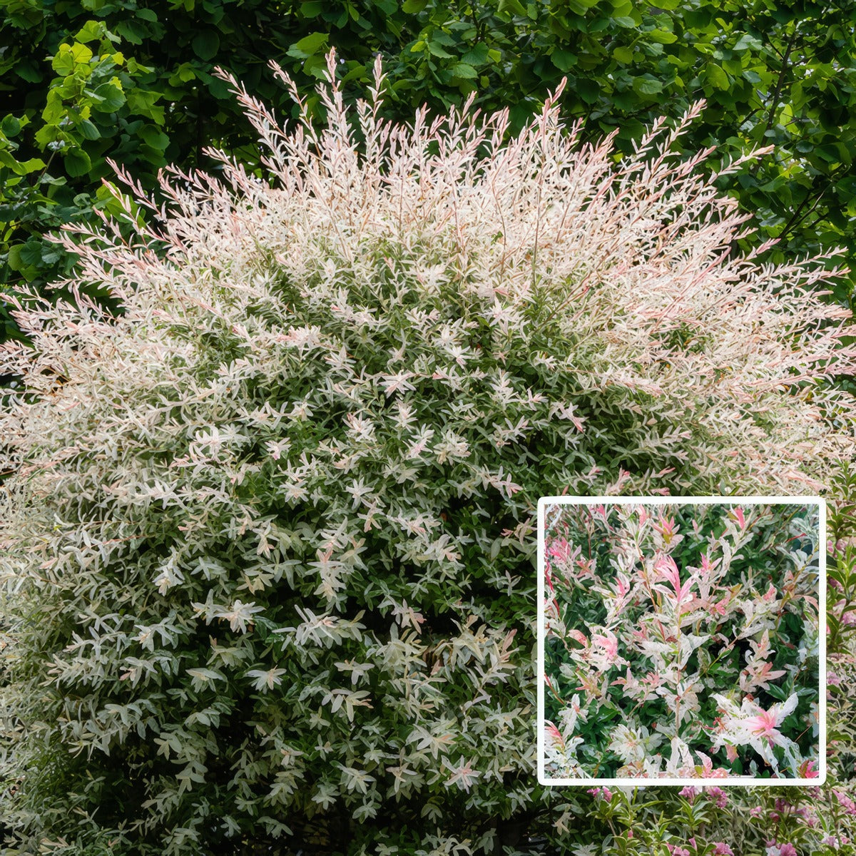 Salix Hakuro Nishiki Variegated Willow Pplsalvwi - Garden Express Australia