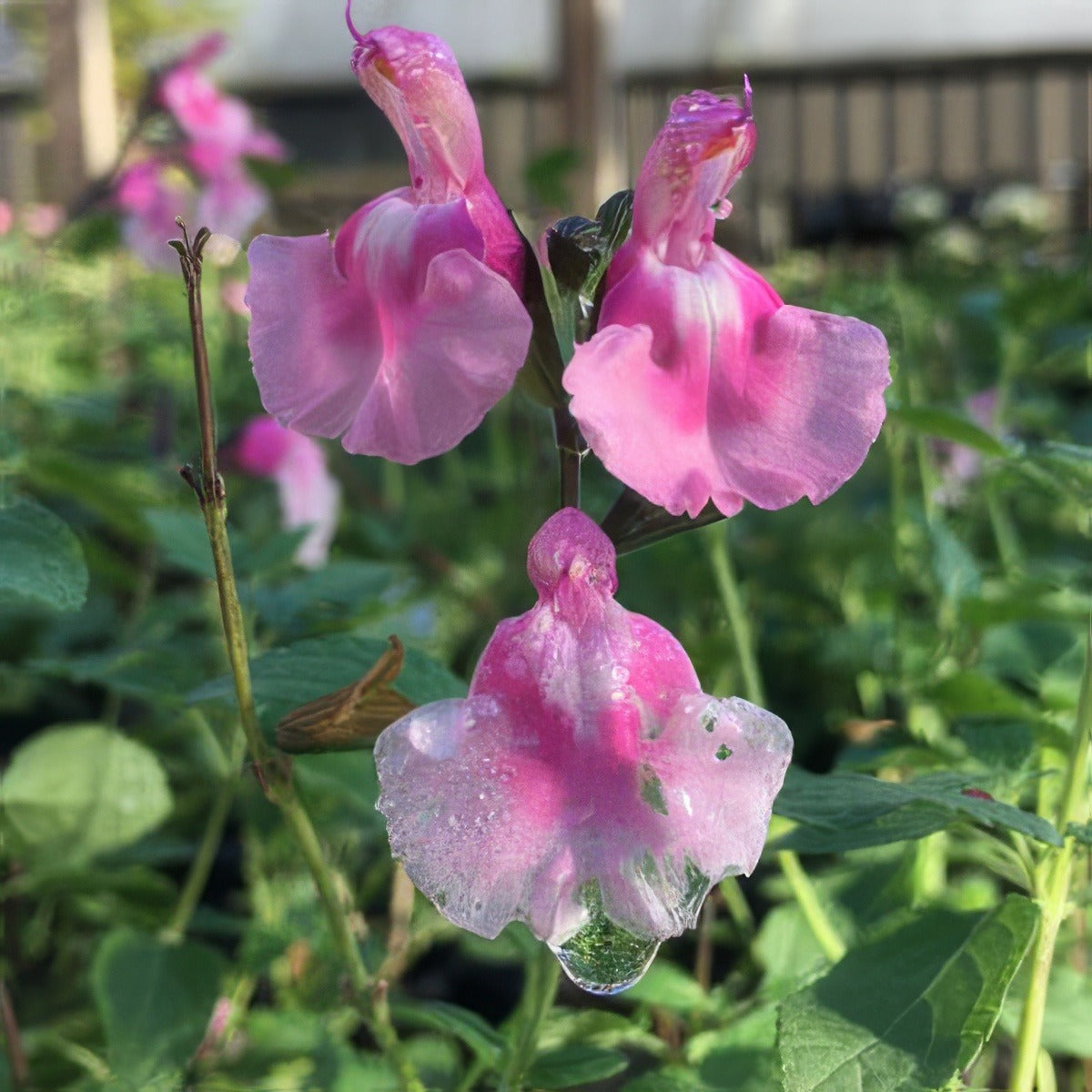Salvia Angel Wings 2 Lposalawi - Garden Express Australia