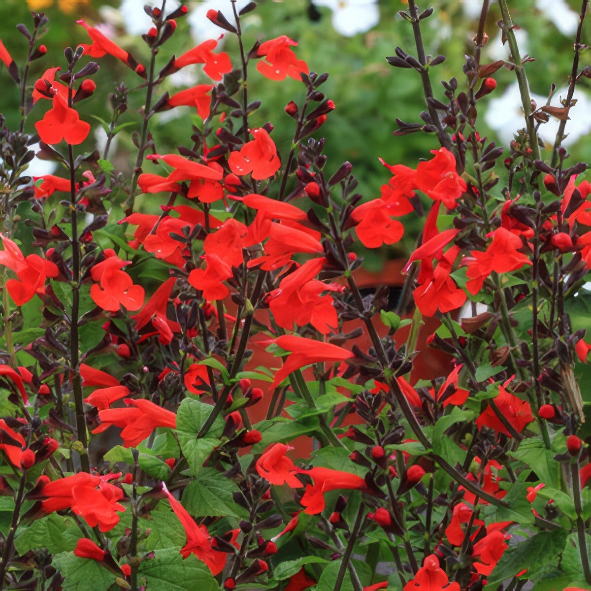 Salvia Crimson Black I6 - Garden Express Australia