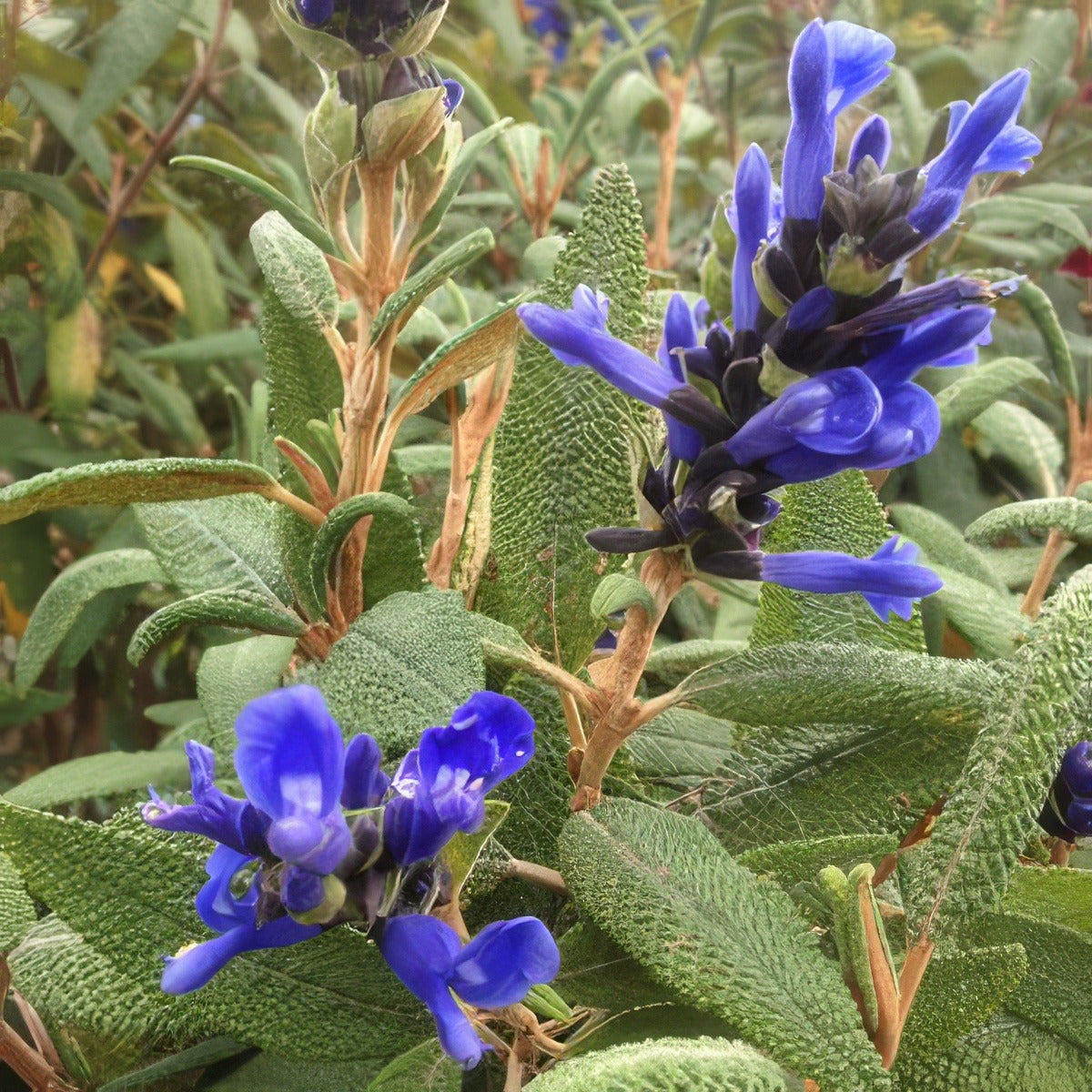 Salvia Corrugata - Garden Express Australia