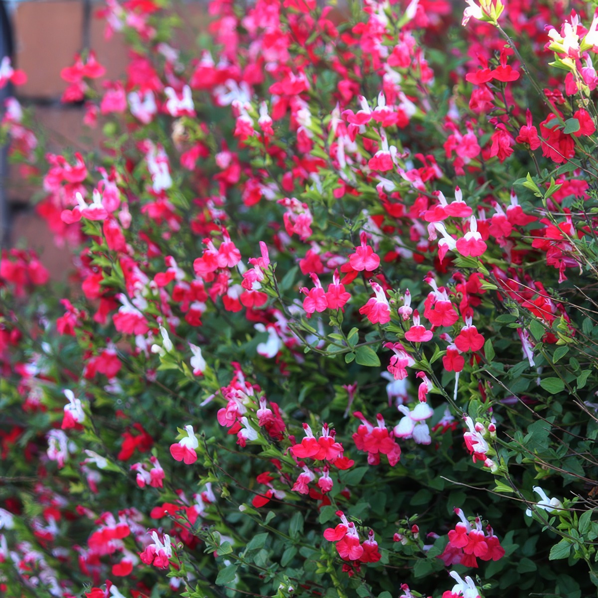 Salvia Hot Lips 1 - Garden Express Australia