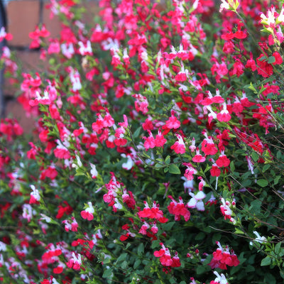 Salvia Hot Lips 1 - Garden Express Australia