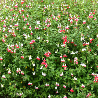 Salvia Hot Lips - Garden Express Australia