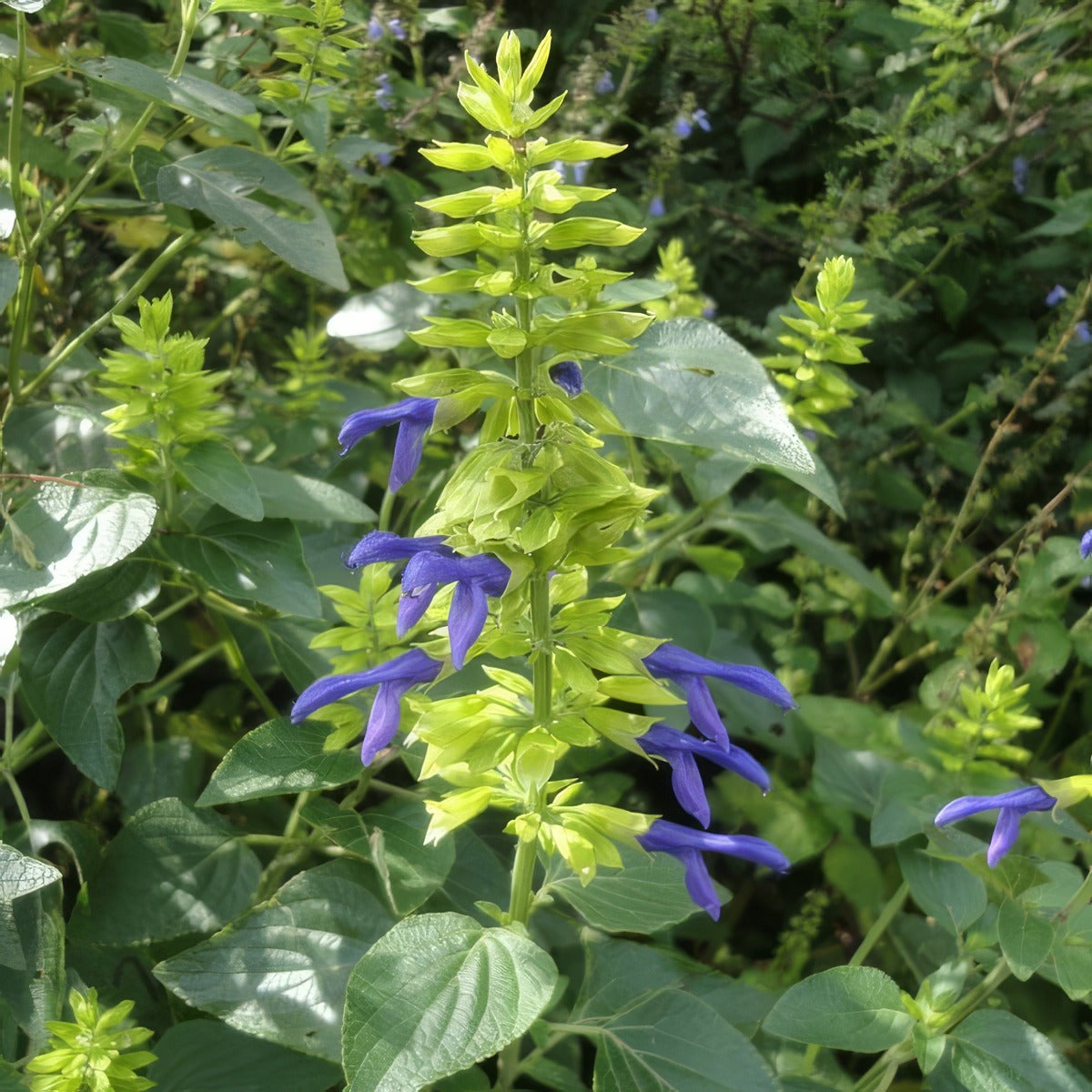Salvia Limelight By Juan Carlos Fonseca Mata Cc Via Wiki Lposallim - Garden Express Australia
