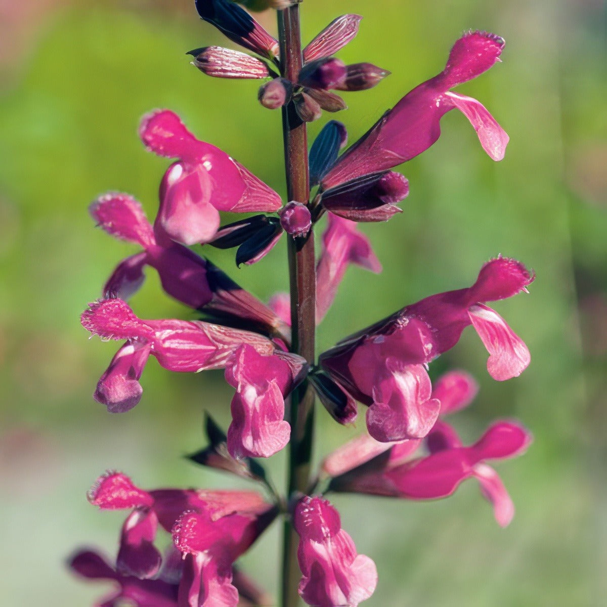 Salvia Mulberry Jam 16 - Garden Express Australia