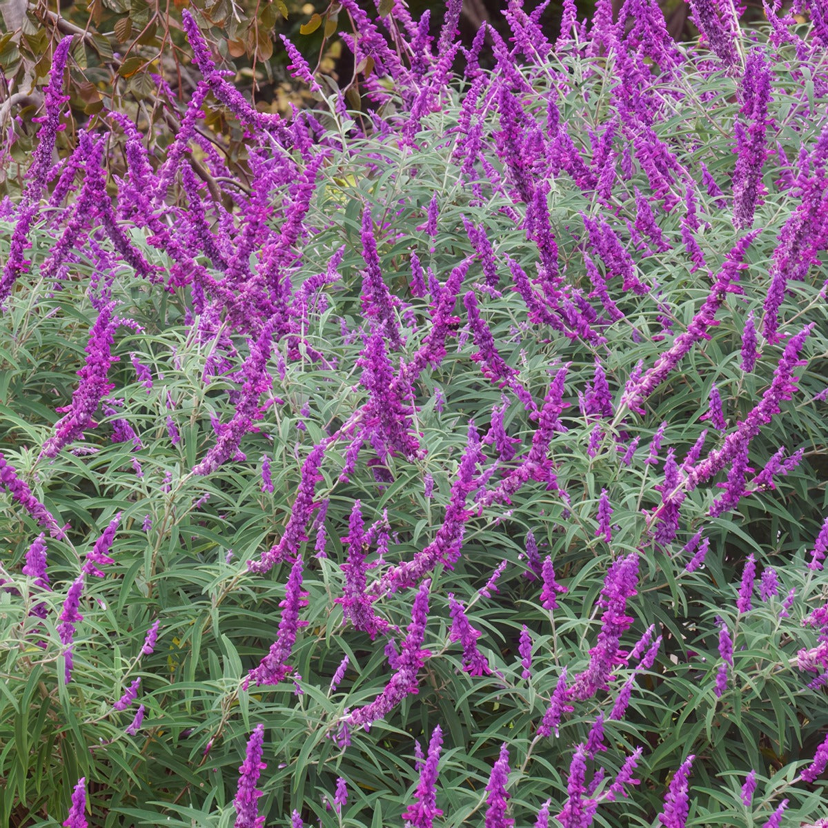 Salvia Red Harry Lposalrha - Garden Express Australia