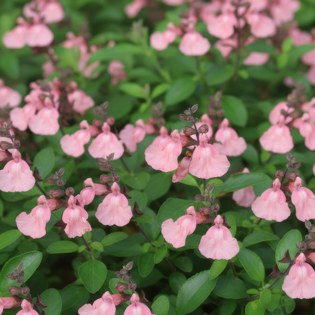 Salvia Ribambelle Lposalrib - Garden Express Australia