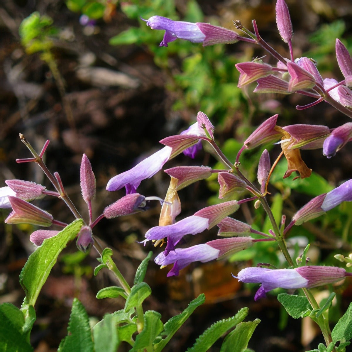 Salvia Semiatrata 2016 - Garden Express Australia
