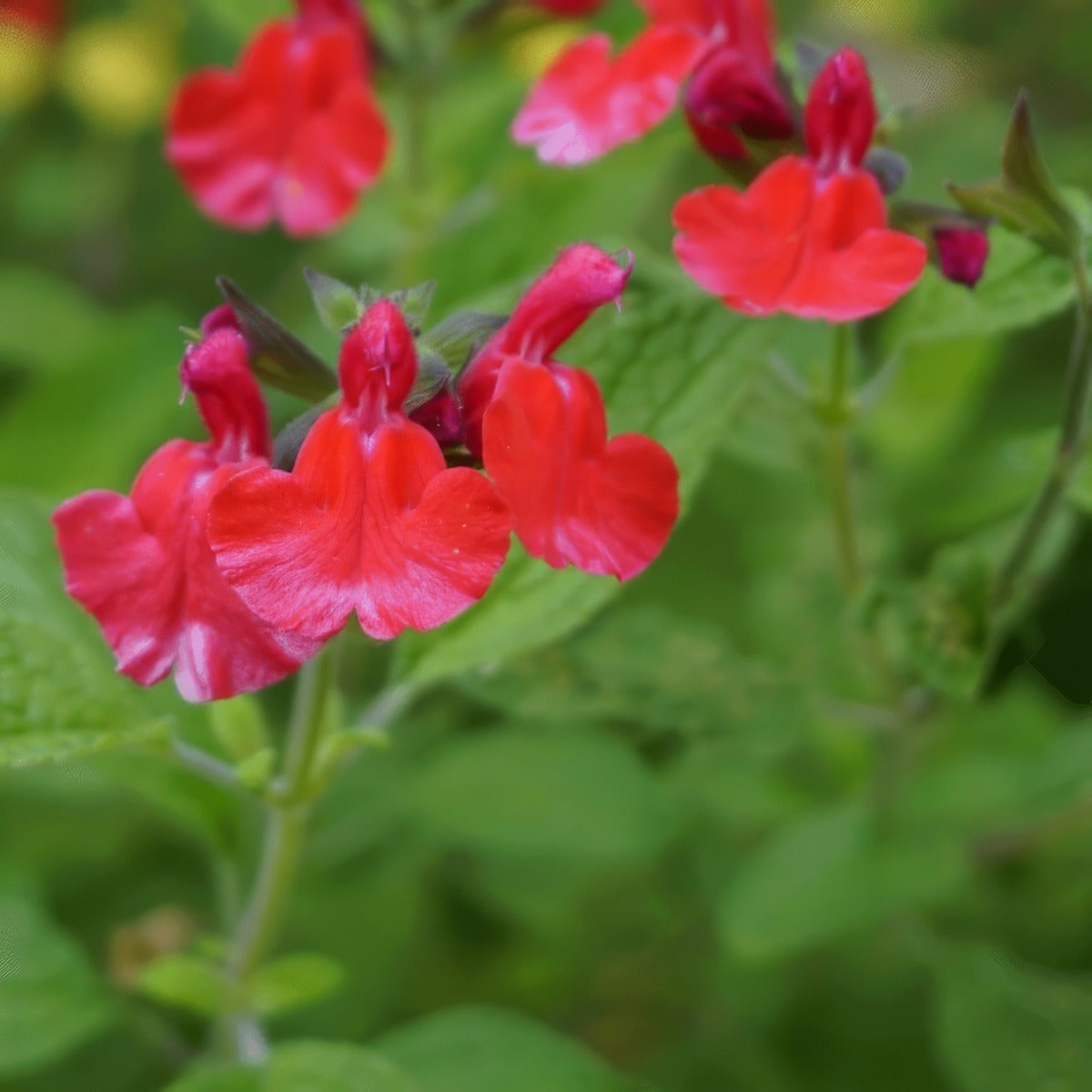 Salvia Sierra Red St Lposalsrd - Garden Express Australia