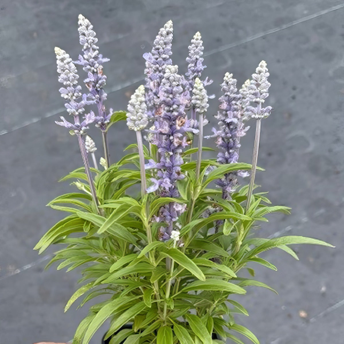 Salvia Candle Light - Garden Express Australia