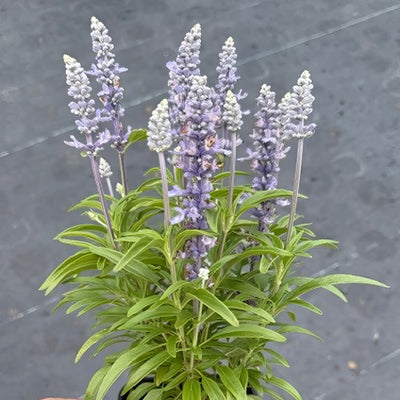 Salvia Candle Light - Garden Express Australia