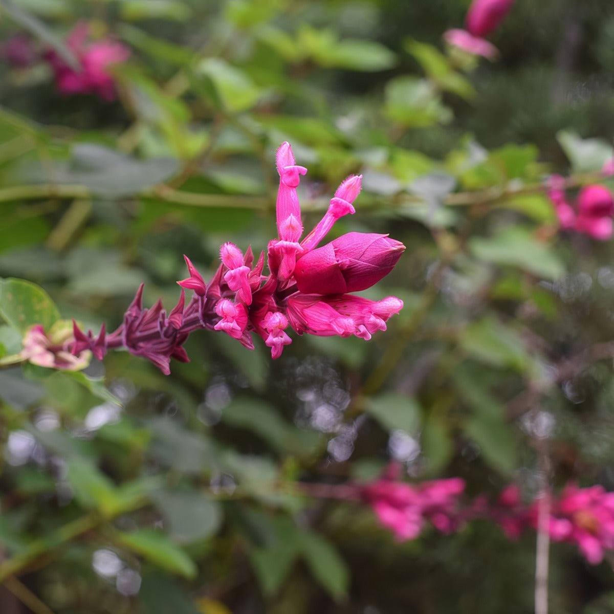 Salvia Bethelii - Garden Express Australia