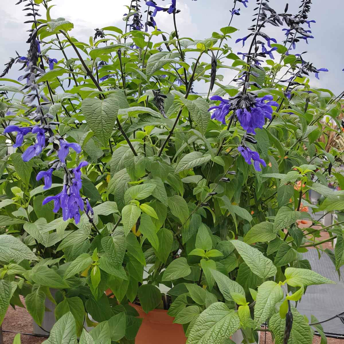 Salvia Black Bloom - Garden Express Australia