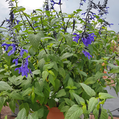 Salvia Black Bloom - Garden Express Australia