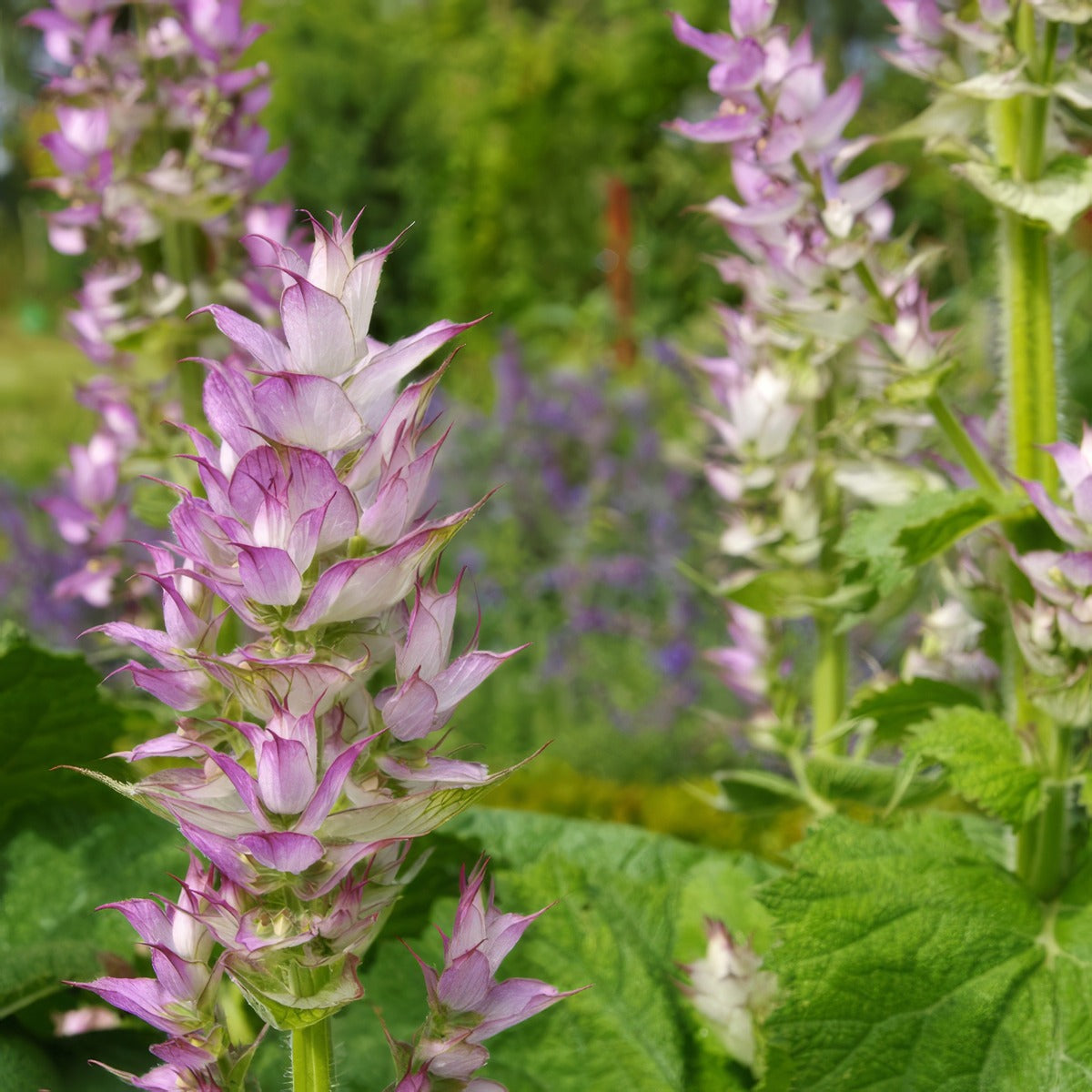 Salvia Clary Sage P68salcsa - Garden Express Australia