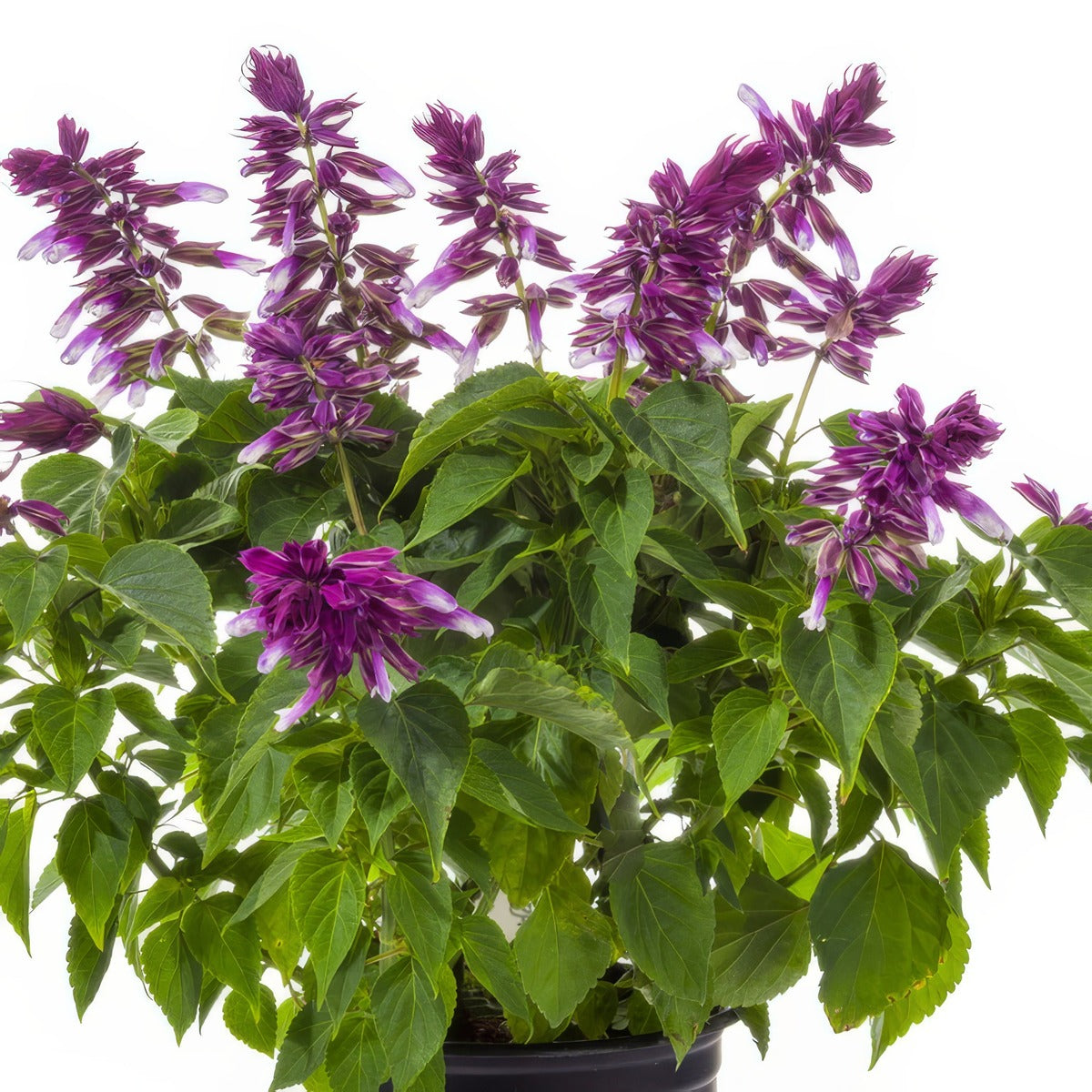Salvia Grandstand Blue Bicolour P68salgbb - Garden Express Australia