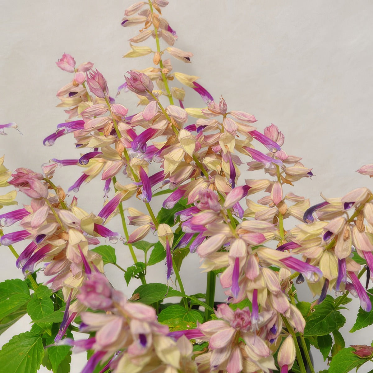 Salvia Grandstand Lipstick Lavender P68salgll - Garden Express Australia